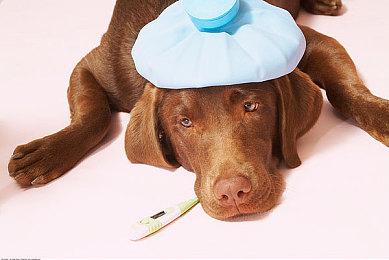 经典IP惊喜回归 《宝可梦：皮卡丘和可可的冒险》正式定档9月10日