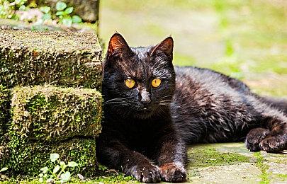 《鬼谷八荒》羽化-登仙版本预告 6月30日更新上线